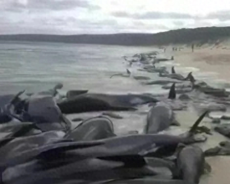 日本核污水排海，32只海豚搁浅，百万只鱿鱼死亡，海鲜风险爆表！