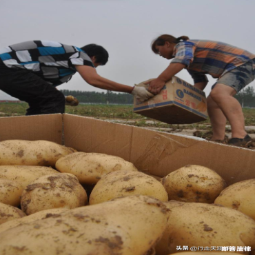 重庆女孩卖千斤土豆倒欠两千斤